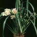 Cymbidium hybrid 1761