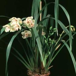 Cymbidium hybrid