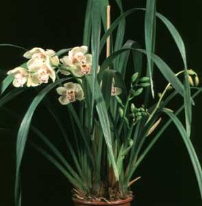 Cymbidium hybrid