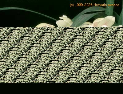 Cymbidium hybrid flower 1762