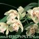 Cymbidium hybrid flower 1762