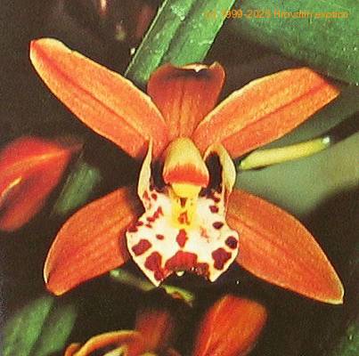 Cymbidium species cymbidium sp k