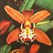 Cymbidium species cymbidium sp k