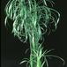 Cyperus alternifolius 1857