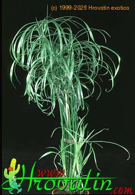 Cyperus alternifolius 1857