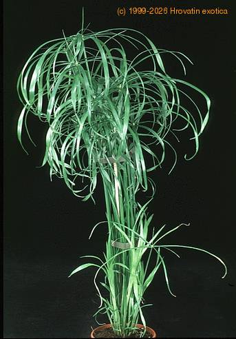 Cyperus alternifolius 1857