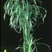 Cyperus alternifolius 1857