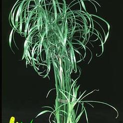 Cyperus alternifolius