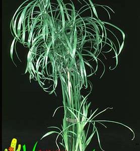 Cyperus alternifolius