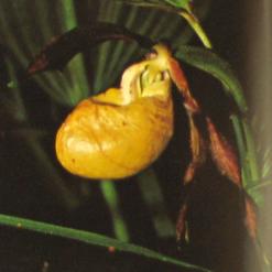 Cypripedium species