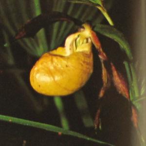 Cypripedium species