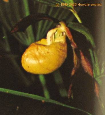 Cypripedium species cypripedium sp k