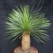 Dasylirion acrotrichum