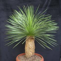 Dasylirion longissimum
