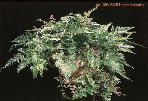 Davallia canariensis 1957