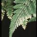 Davallia canariensis 1958