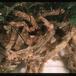 Davallia canariensis 1959