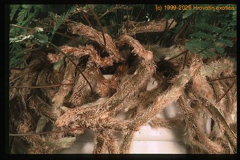 Davallia canariensis 1959