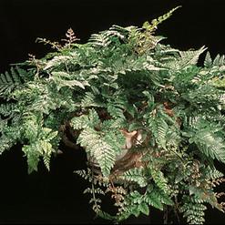 Davallia canariensis
