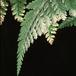 Davallia canariensis leaf 1958
