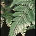 Davallia canariensis SIl