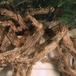 Davallia canariensis SIr