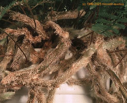 Davallia canariensis SIr