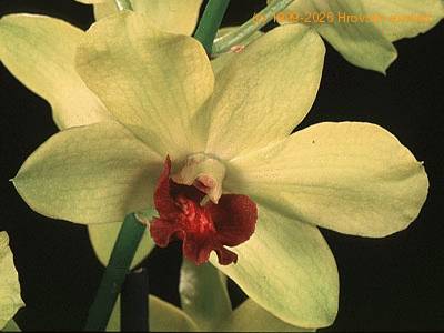 Dendrobium-2917