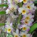 Dendrobium amethystoglossum