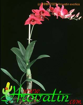 Dendrobium bigibbum 1797