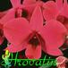 Dendrobium bigibbum flower 1798