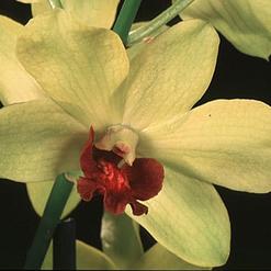 Dendrobium "Emma"