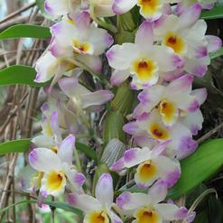 Dendrobium hybrid
