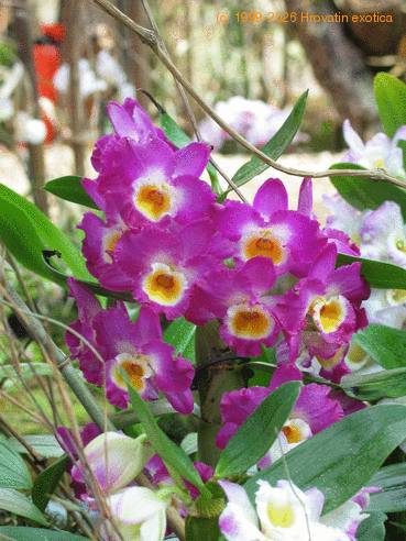 Dendrobium sp 2