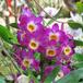 Dendrobium sp 2