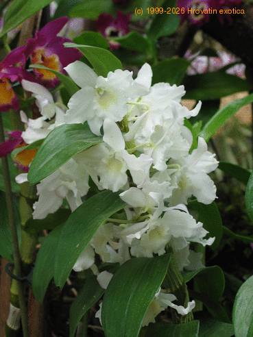 Dendrobium sp