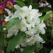 Dendrobium sp