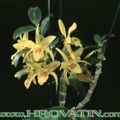 Dendrobium species.