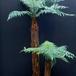 Dicksonia squarrosa 1724