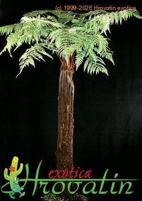 Dicksonia squarrosa 1725