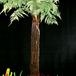 Dicksonia squarrosa 1725