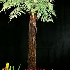 Dicksonia squarrosa