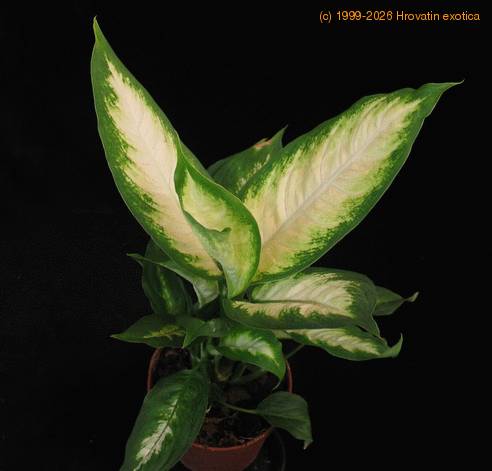 Dieffenbachia camilla