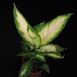Dieffenbachia camilla