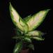 Dieffenbachia camilla