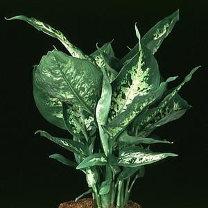 Dieffenbachia compacta