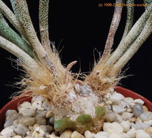 Digitostigma caput medusae SI