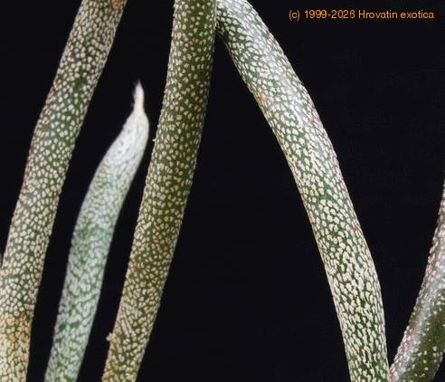 Digitostigma caput medusae SIl