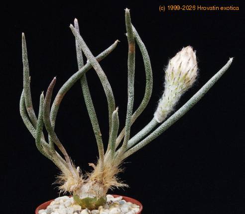 Digitostigma caput medusae1 SIb