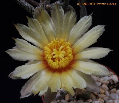 Digitostigma caput medusae1 SIf